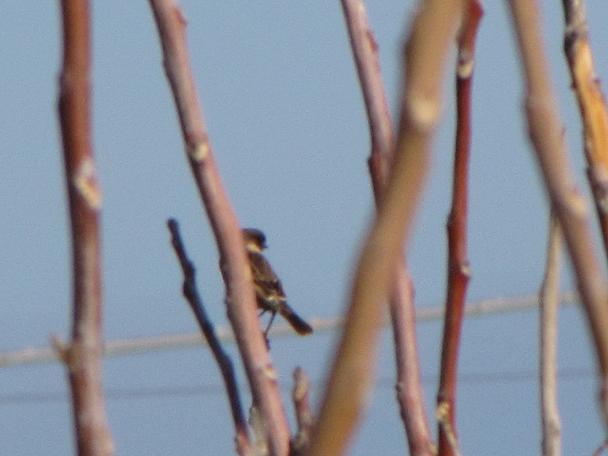 Maschio di saltimpalo